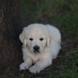 Mr. Tan - Light golden male Golden Retriever puppy in Morrill, Kansas from Grimm Girls Farm