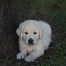 Mr. Tan - Light golden male Golden Retriever puppy in Morrill, Kansas from Grimm Girls Farm