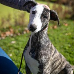 Whippet Puppies from Rosmoor Whippets