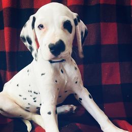 Leaf - White and black Dalmatian puppy in Clinton, Missouri from Dalmatia BnB