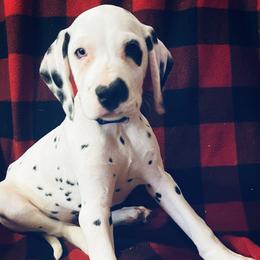 Leaf - White and black Dalmatian puppy in Clinton, Missouri from Dalmatia BnB