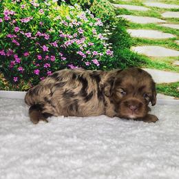 Kona - Merle female Cavapoo puppy in Marshfield, Missouri from Clearview Kennels