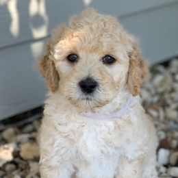Goldendoodle and Labradoodle Puppies from Sugar Fig Kennel
