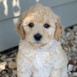 Goldendoodle and Labradoodle Puppies from Sugar Fig Kennel