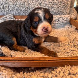 Beth - Tri-color female Bernedoodle puppy in Rose Hill, North Carolina from Red Door Canines