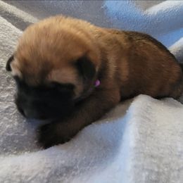 Purple - Sable female German Shepherd puppy in Pahrump, Nevada from Rayler Kennels