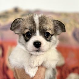 Girl 2 - Sable female Pembroke Welsh Corgi puppy in California from Trotter Hill Farms