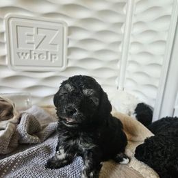 Shihpoos from Karimma's Pups