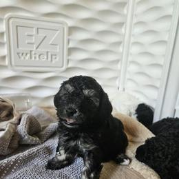 Shihpoos from Karimma's Pups