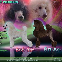 Poodle puppies from Wanderlust Poodles