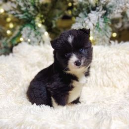 Nestlé - Black and white male Pomsky puppy in Cleveland, Ohio from Lake Point Pomskies
