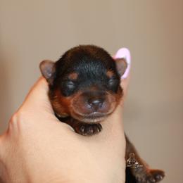 Yorkshire Terrier Puppies from Essence of Grace Yorkies