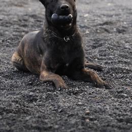 Dutch Shepherd puppies from The Canine Ranch