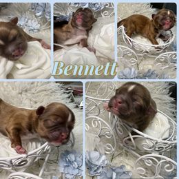 Bennett - Liver and white male Shih Tzu puppy in Coolidge, Arizona from Shih Tzu’s  ‘N’ Love