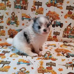 Blueberry - Blue parti male Pomeranian puppy in Northport, Alabama from 007 Hamilton Pomeranians