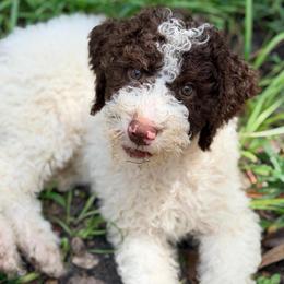 Rowan - Parti male Goldendoodle puppy in Macclenny, Florida from Baker County Goldendoodles