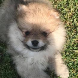 Pomeranian Puppies from Hope Mountain Pomeranians