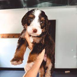 Jet-Ski - Tri-color male Bernedoodle puppy in Jackson, Missouri from Pincksten Family Doodles