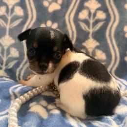 Siren AKC - Black and white female Chihuahua puppy in Seneca, Missouri from Stephanie’s Puppy Colony