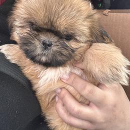 Lucky - Brindle male Shih Tzu puppy in Azusa, California from RJ Shih Tzu lover