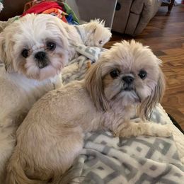 Shih Tzu All Grown Up from Hjo’s Pupdates