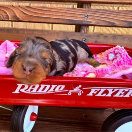 Black and Tan Dapole Female - Dapple female Dachshund puppy in South Willard, Utah from Doxies in the Sun