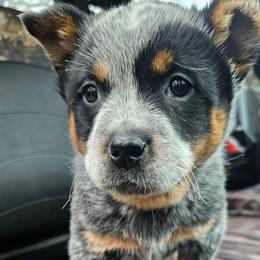 Kitgi female puppy ready March 14 - Blue female Australian Cattle Dog puppy in Dalton, Pennsylvania from Whiteduck Mountain Kennel AKC Australian Cattle Dogs and AKC Fox Red Labrador Retrievers