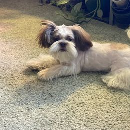 Trixy - Shih Tzu