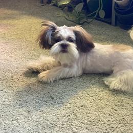 Trixy - Shih Tzu