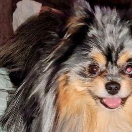 Pomeranians from S'more Pomeranians