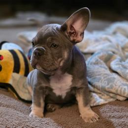 Sadie - Female blue tri - Tricolors female French Bulldog puppy in Phoenix, Arizona from ANE French Bulldogs