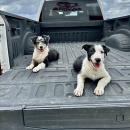 Border Collie Puppies from Bridges Border Collies