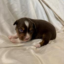 Dill - Red tri male Miniature Australian Shepherd puppy in Medical Lake, Washington from MAS Gone Rogue