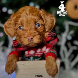 Peace - Red male Double Doodle puppy in Orange, Texas from Walk with Me Doodles