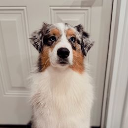 Palmer - Blue merle male Australian Shepherd puppy in Shelbyville, Kentucky from Glenlake Australian Shepherds