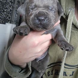 Cane Corso and Rottweiler Puppies from Hildegarde Kennels