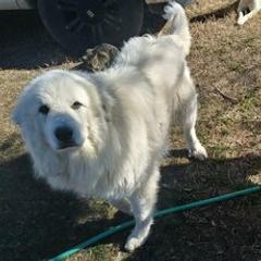 Great Pyrenees from Bearfoot Hollow Farms