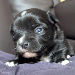 Onyx - Black and white male Chihuahua puppy in Casper, Wyoming from Coffey Chihuahua Café