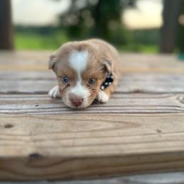 Freedom - Red merle male Miniature Australian Shepherd puppy in Doddridge, Arkansas from Huddleston Farm