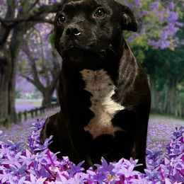 GIGI - Staffordshire Bull Terrier