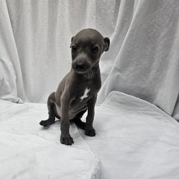 Jax - Blue male Italian Greyhound puppy in Newalla, Oklahoma from Heartland Iggys