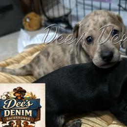 Dap - Cream male Dachshund puppy in Beeville, Texas from Dee’s Denim Dachshunds