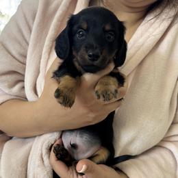 Teddy - Black and tan male Dachshund puppy in Aurora, Colorado from Ozge's Dachshunds