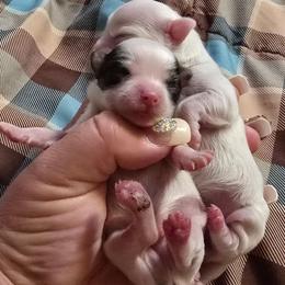 Louis - Black and white male Chihuahua puppy in Amity, Pennsylvania from Baxters Chihuahuas