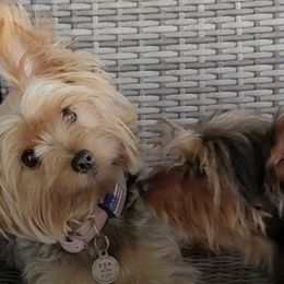 Yorkshire Terriers from Lanes-Scraps
