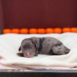 Belle - Merle female Sheepadoodle puppy in Willacoochee, Georgia from Kitandkboodle's Doodles