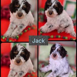 Jack - Brown and white male Bernedoodle puppy in Decatur, Tennessee from Diamond's Doodles