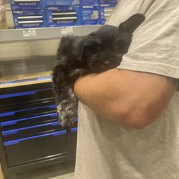 Miniature Schnauzer Puppies from Lap Happy Schnauzers
