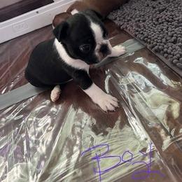 Boston Terrier Puppies from Mid-Michigan Boston Terriers