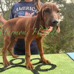 Buddy - Red male Redbone Coonhound puppy in Mount Pleasant, Texas from Harmons Hounds
